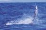 I bracconieri del mare truffano Stato e UE